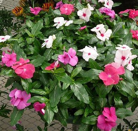 Vinca Cora Cascade Mix Lots Of Color Attractive Flowing Flower Petals