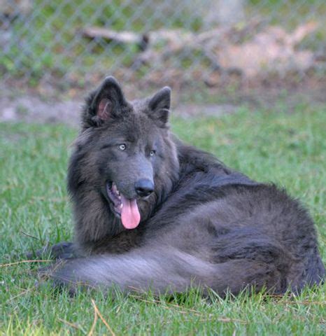 8 Blue Bay Shepherd ideas | blue german shepherd, blue bay, german ...