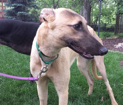 Greyhound dog for Adoption in Kansas City, MO. ADN-558899 on ...