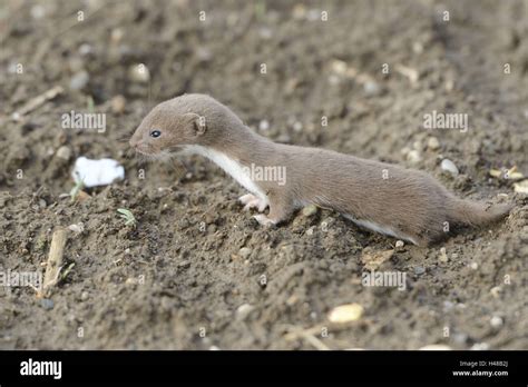 Least weasel hi-res stock photography and images - Alamy