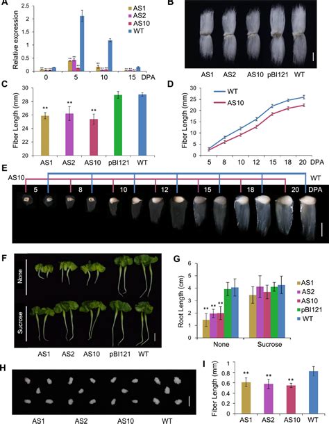 Figure 2 From Suppressing A Putative Sterol Carrier Gene Reduces