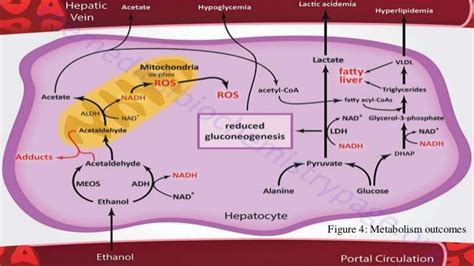 Alcohol Metabolism