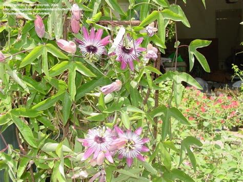 Plantfiles Pictures Passiflora Species Passion Flower Passion Vine Passiflora Amethystina