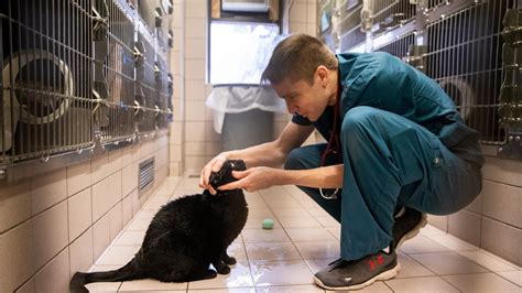 Understaffed and at capacity, Minnesota vet clinics are struggling to ...