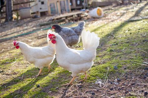 Selecting The Best Chicken Breeds For Your Homestead Murray Mcmurray