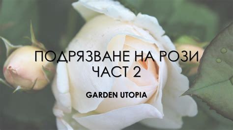 Подрязване на рози през пролетта. Катерливи, храстовидни, бордюрни ...
