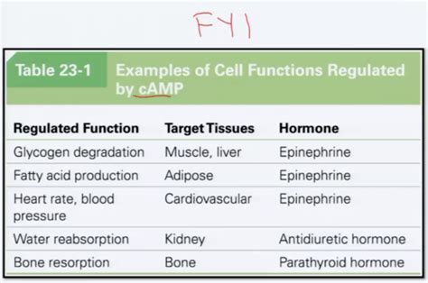 Cell Bio Exam 2 Flashcards Quizlet