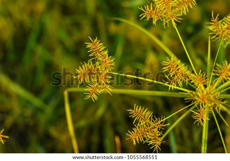 26 Cyperus Pilosus Vahl Images Stock Photos And Vectors Shutterstock