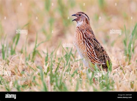 Common Quail Coturnix Coturnix Side View Of An Adult Male Singing