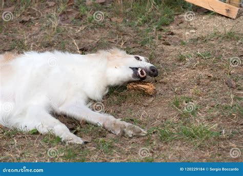 Russian Greyhound in a Garden Stock Photo - Image of white, eyes: 120229184