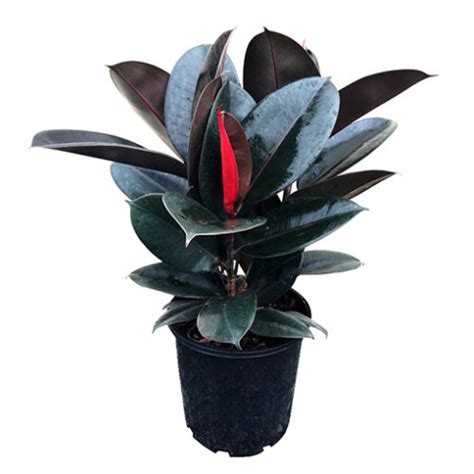 Rubber Plant Ficus Elastica Burgundy 200mm The Jungle Collective