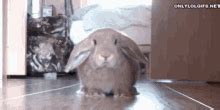 Bunny Running Gif GIFs | Tenor