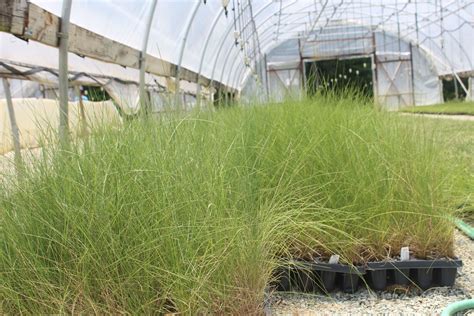 Muhlenbergia capillaris | Plants, Garden, Nursery