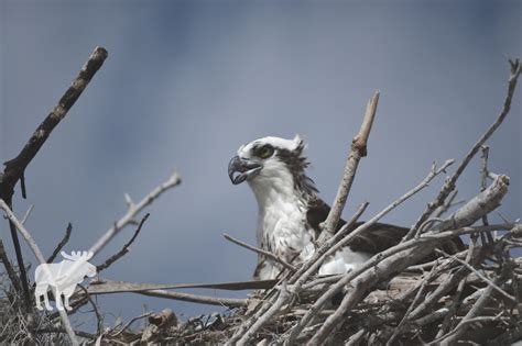 What Does A Hawk’s Nest Look Like — Forest Wildlife