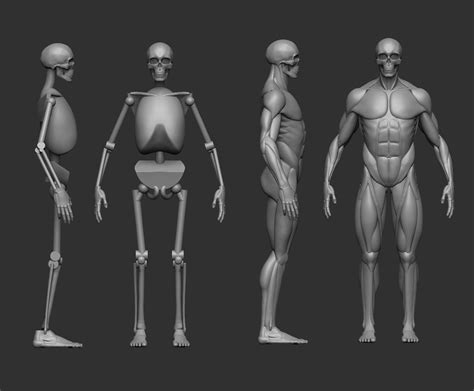 Musculature Simplified 3d Model 3d Printable Cgtrader