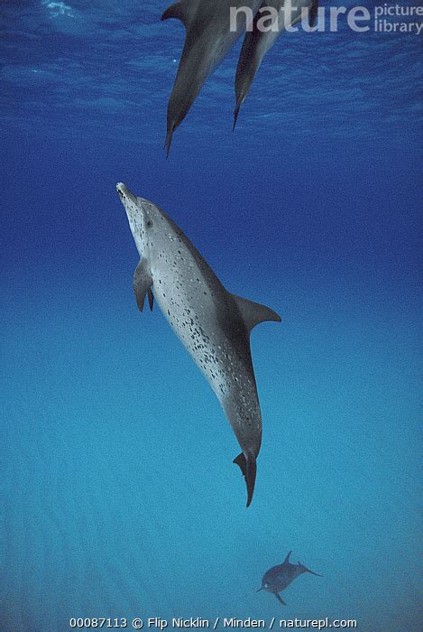 Stock Photo Of Atlantic Spotted Dolphin Stenella Frontalis Three