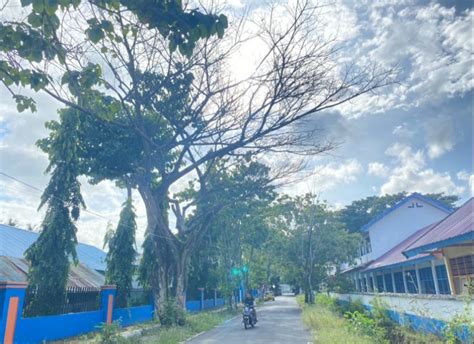 Pohon Kering Di Samping Smk Negeri Sinjai Ancam Keselamatan Pengguna