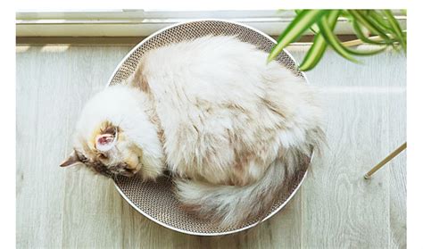 Griffoir Poste Gratter Rond Pour Chat Lit En Carton Grattoir Pour