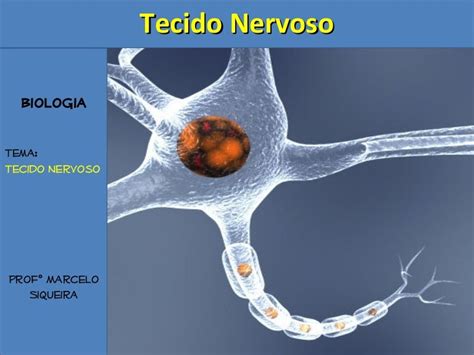 Tecido Nervoso