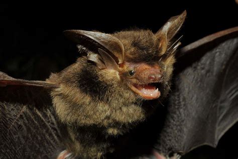 South American bat species spotted for first time in over 100 years ...