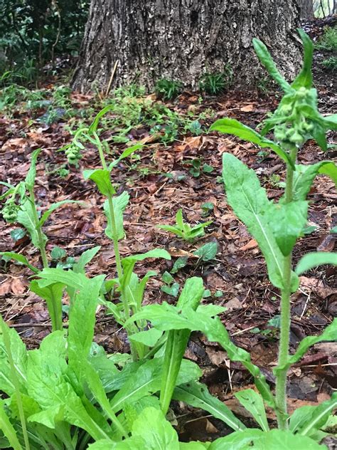 紹介：植物 春の新宿中央公園で見かけたハルジオン貧乏草を紹介するよ Chinasukiのブログ