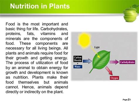 Nutrition In Plants For Class 7 Ppt Nutrition Pics