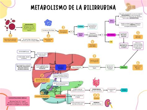 Metabolismo De La Bilirrubina Santa Cruz Galicia Erika UDocz