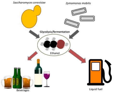 Ethanol Production Clipart Clipground