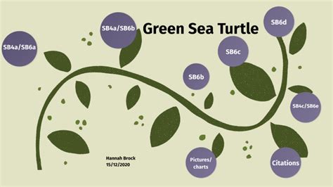 Green Sea Turtle Evolution Project By Hannah Brock On Prezi