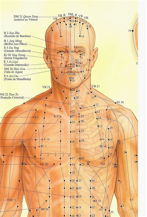 Meridianos Do Corpo Humano Braincp