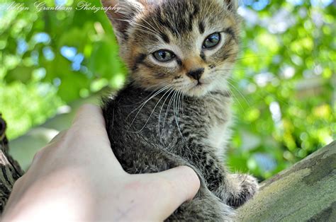 тапети : стар, син, дървета, котки, 6, кафяв, черно, глупав, дърво ...