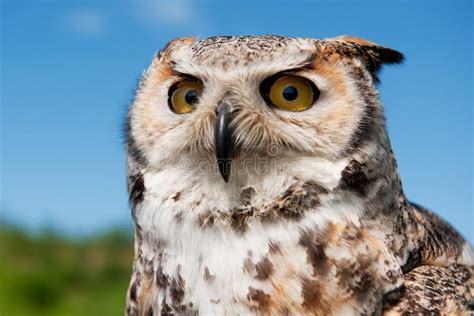 Eagle owl stock image. Image of eagle, animal, bird, yellow - 17842357