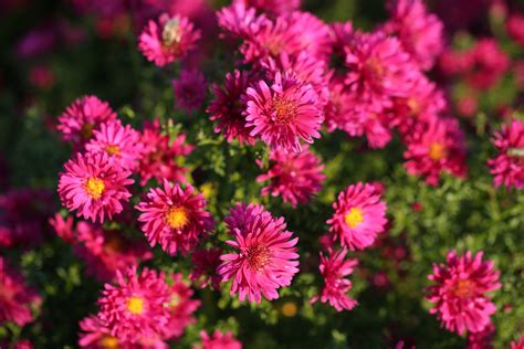 Syysasteri 'Royal Ruby'; At,2L,Ul - Viherkauppa
