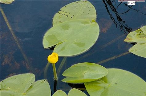 Кубышка (Nuphar) - Ландшафтный дизайн своими руками