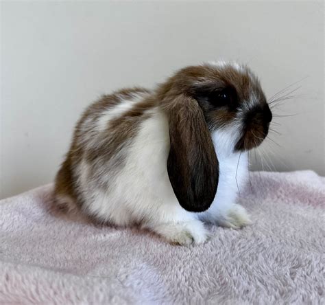 Available Holland Lops Bunny Rabbits For Sale In Northern Virginia — Elle S Holland Lop Rabbitry