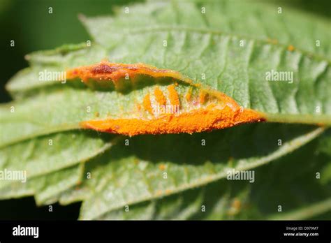 Rust Fungus Triphragmium Ulmariae Which Attacks The Petioles And Or