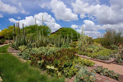 Desert Botanical Garden, Phoenix, Central Arizona - Traveldigg.com