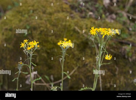 Basal Leaf Hi Res Stock Photography And Images Alamy