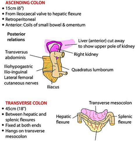 Ascending Colon « MedicineBTG.com