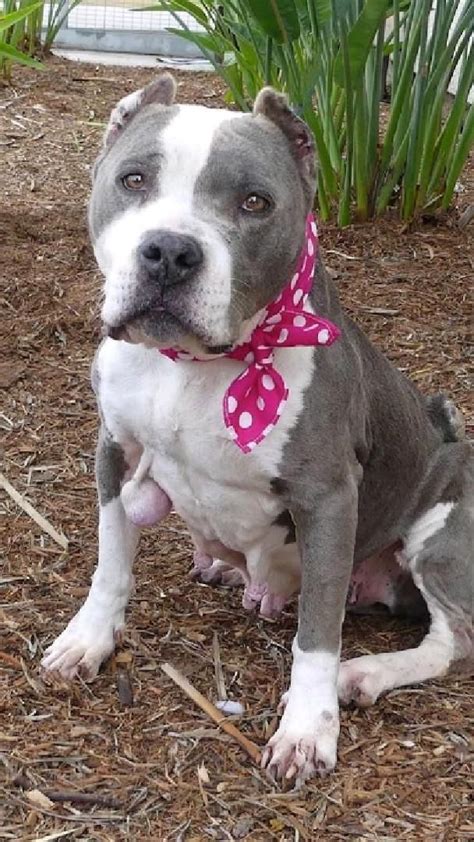 Types Of Pitbulls Differences Appearances Traits Pictures Artofit