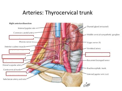 Thyrocervical trunk arteries Diagram | Quizlet