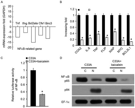 Baicalein Affected Nf B Signaling Pathway Activity In C A A Nf B