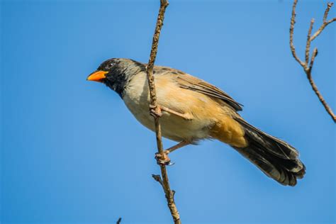 Foto Batuqueiro Saltatricula Atricollis Por Rafael Martos Martins