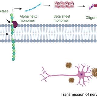 Illustration of amyloid plaque formation... | Download Scientific Diagram