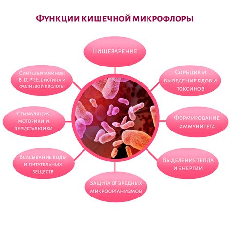 Лучшие пробиотики для восстановления микрофлоры кишечника - список ...