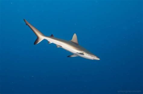 Carcharhinus amblyrhynchos – Discover Fishes