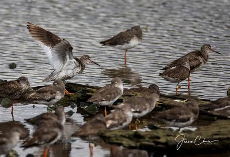 Birds Migration Season at Sungei Buloh Wetland Reserve