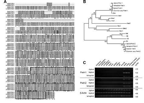 Figure 1 From Elevated Expression Of Piwi And PiRNAs In Ovaries Of