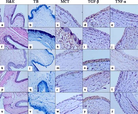 Pathological Staining Patterns Of All Study Groups Ae Control Group