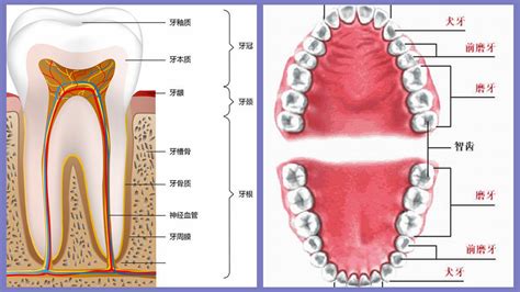牙齿的结构有哪些？一文全解析 纽约 牙科诊所 皇后区 法拉盛 洗牙 人工 植牙 牙医 牙科 诊所 医生 根管治疗 虎牙 隐适美